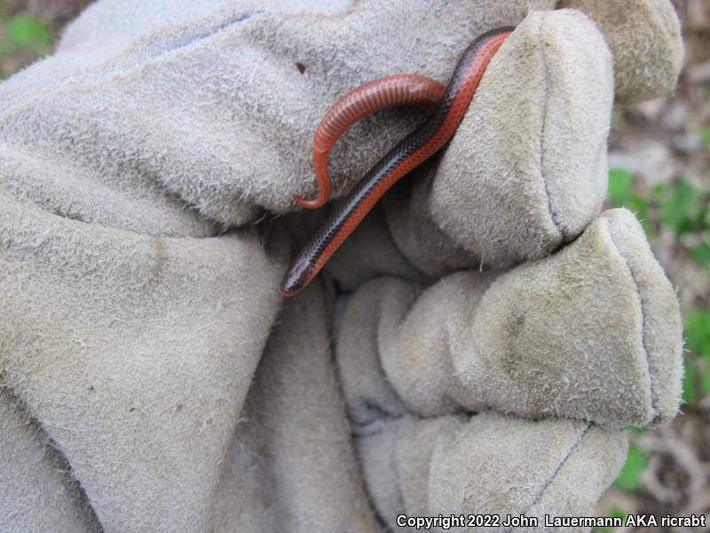 Western Wormsnake (Carphophis vermis)