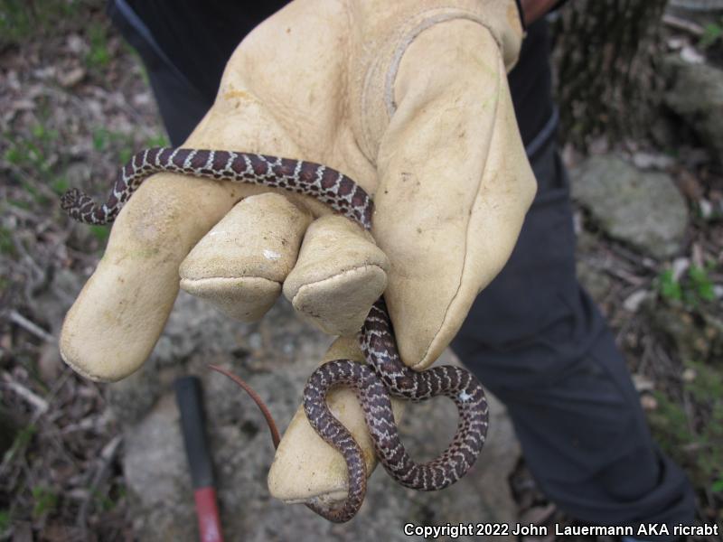 Eastern Yellow-bellied Racer (Coluber constrictor flaviventris)