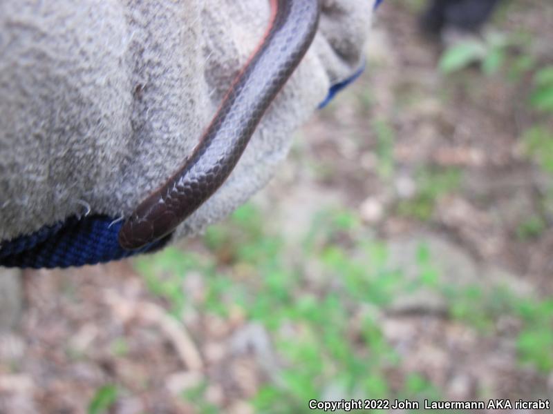 Western Wormsnake (Carphophis vermis)