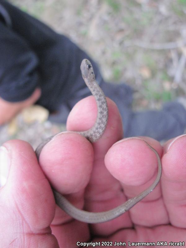 Texas Brownsnake (Storeria dekayi texana)