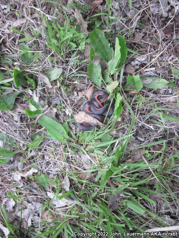 Western Wormsnake (Carphophis vermis)