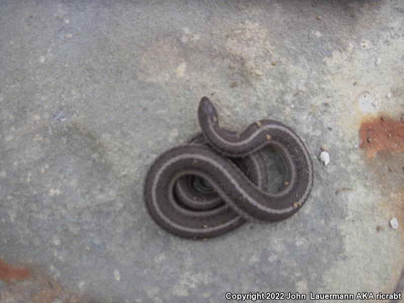 Lined Snake (Tropidoclonion lineatum)