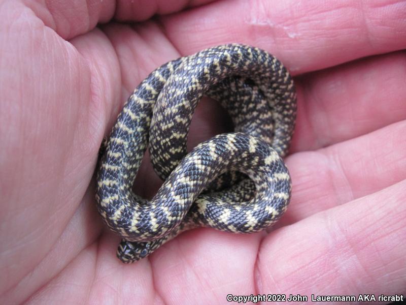 Speckled Kingsnake (Lampropeltis getula holbrooki)