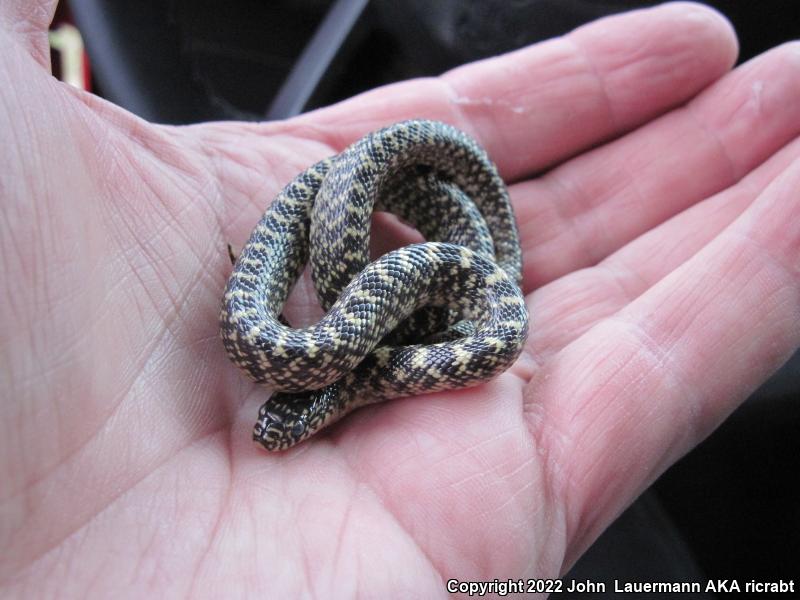 Speckled Kingsnake (Lampropeltis getula holbrooki)