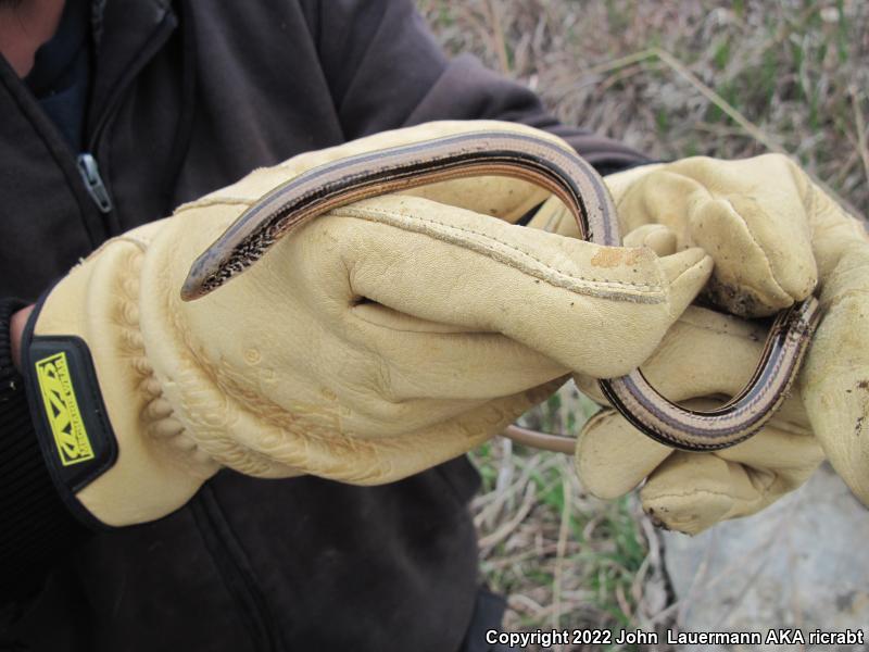 Western Slender Glass Lizard (Ophisaurus attenuatus attenuatus)