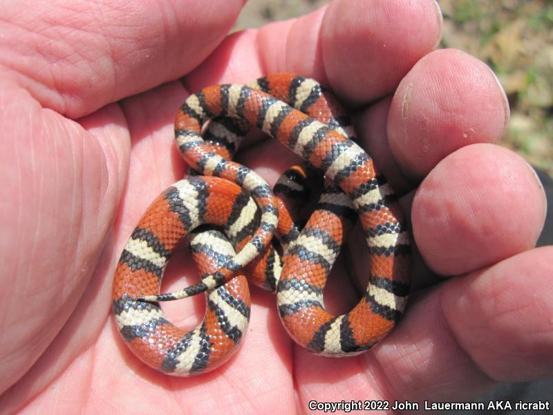 Red Milksnake (Lampropeltis triangulum syspila)