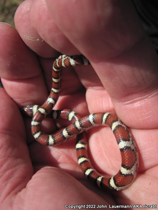 Red Milksnake (Lampropeltis triangulum syspila)