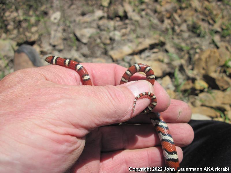 Red Milksnake (Lampropeltis triangulum syspila)