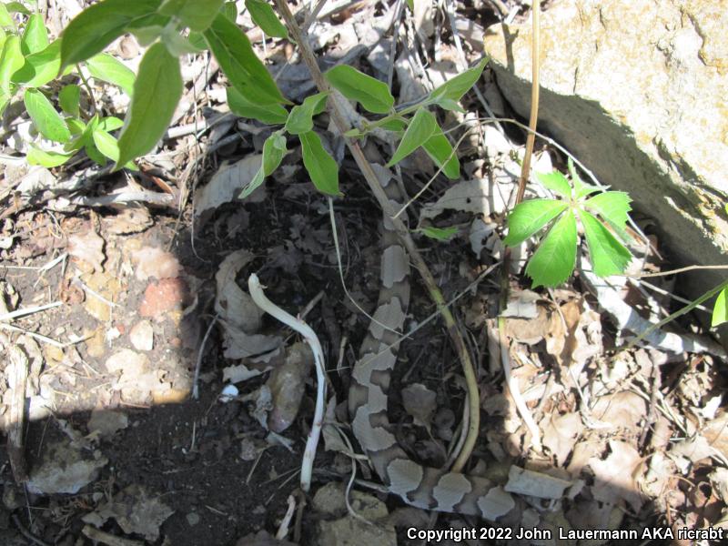 Osage Copperhead (Agkistrodon contortrix phaeogaster)