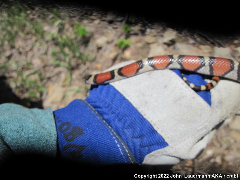 Red Milksnake (Lampropeltis triangulum syspila)