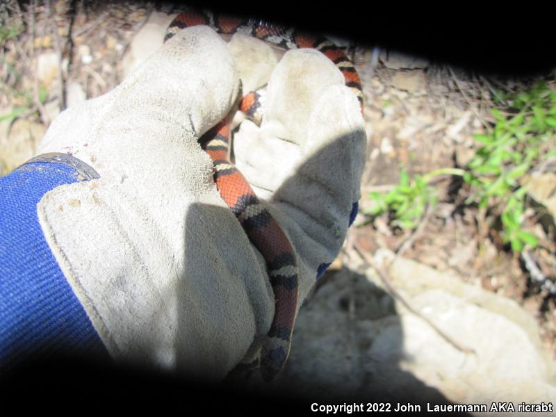 Red Milksnake (Lampropeltis triangulum syspila)