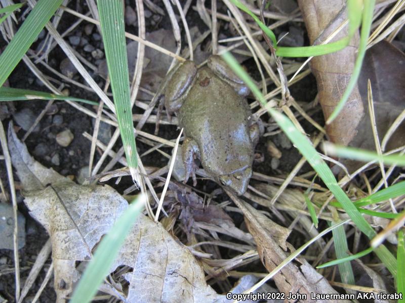 Western Narrow-mouthed Toad (Gastrophryne olivacea olivacea)