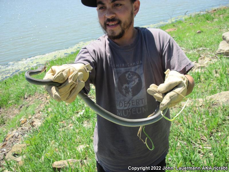 Eastern Yellow-bellied Racer (Coluber constrictor flaviventris)