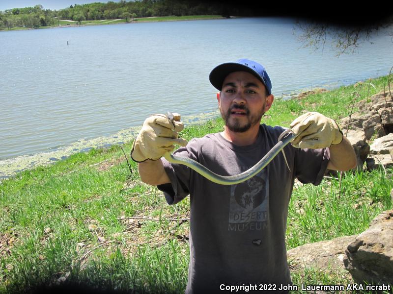 Eastern Yellow-bellied Racer (Coluber constrictor flaviventris)