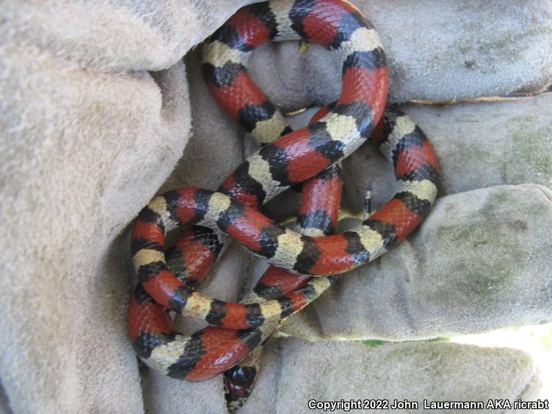 Red Milksnake (Lampropeltis triangulum syspila)