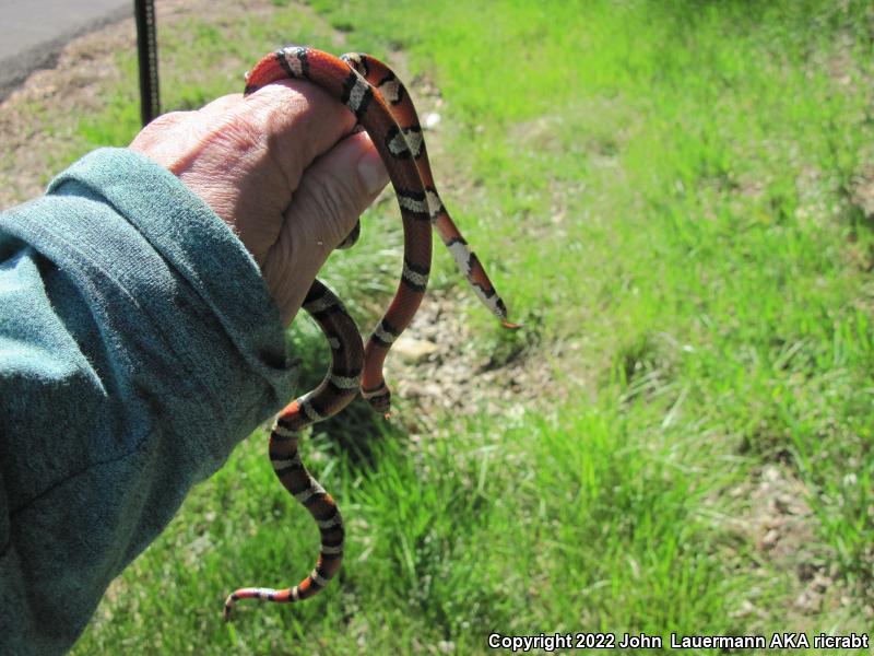 Red Milksnake (Lampropeltis triangulum syspila)