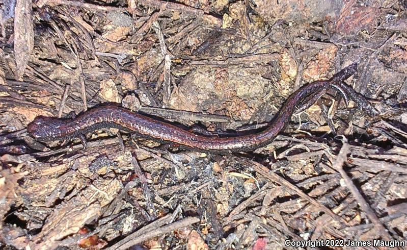 Santa Lucia Mountains Slender Salamander (Batrachoseps luciae)