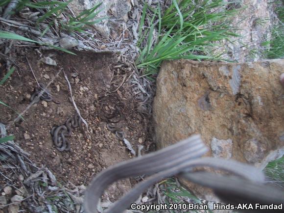 Prairie Ring-necked Snake (Diadophis punctatus arnyi)