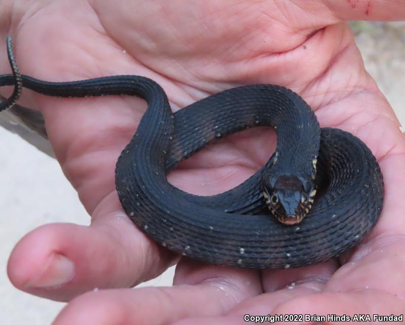 Banded Watersnake (Nerodia fasciata fasciata)