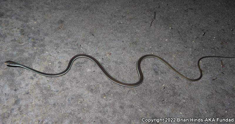 Peninsula Ribbonsnake (Thamnophis sauritus sackenii)