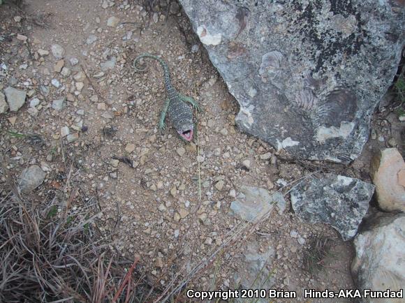 Eastern Collared Lizard (Crotaphytus collaris)