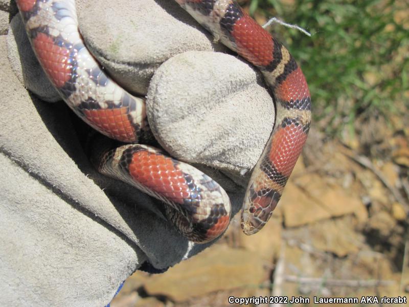 Red Milksnake (Lampropeltis triangulum syspila)