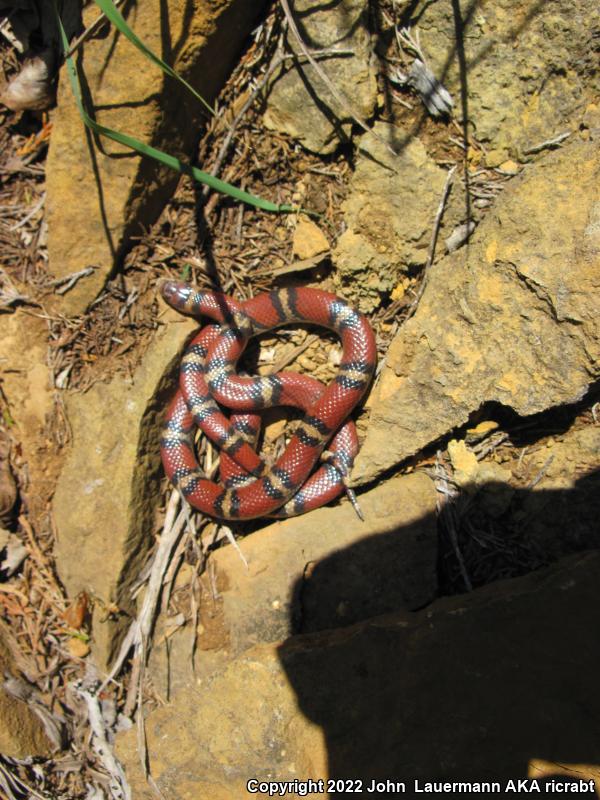 Red Milksnake (Lampropeltis triangulum syspila)