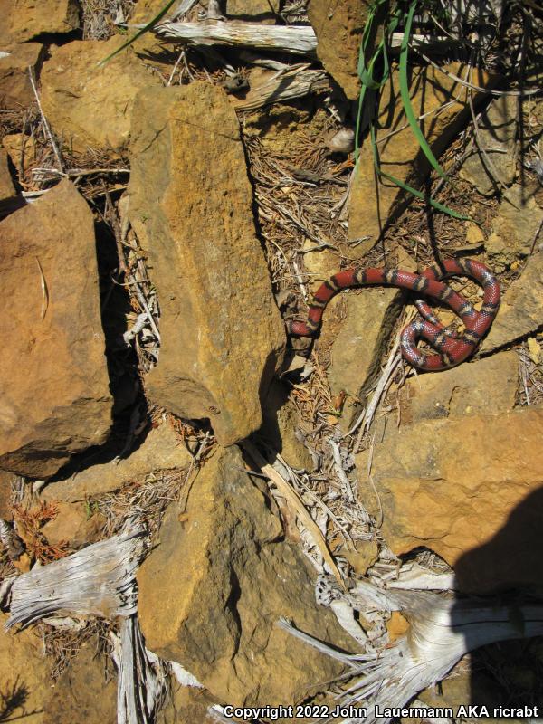 Red Milksnake (Lampropeltis triangulum syspila)