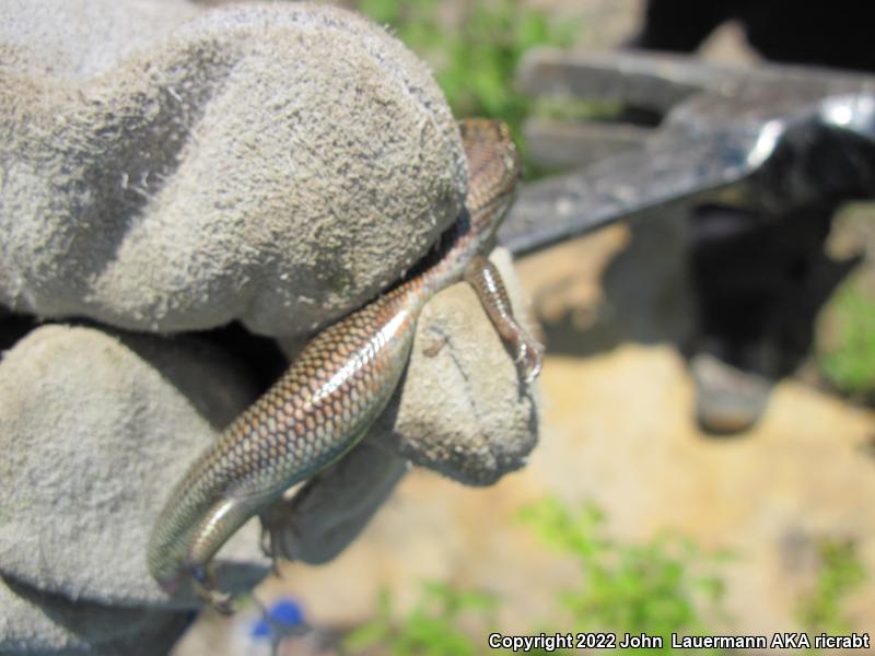 Great Plains Skink (Plestiodon obsoletus)