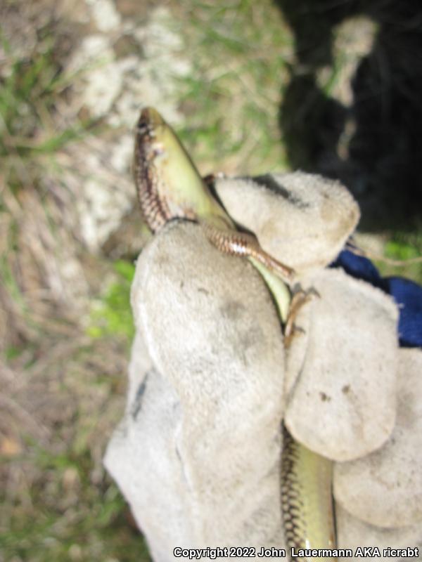 Great Plains Skink (Plestiodon obsoletus)