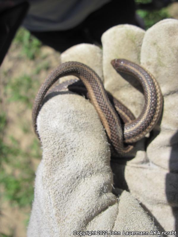 Lined Snake (Tropidoclonion lineatum)