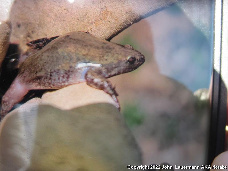 Western Narrow-mouthed Toad (Gastrophryne olivacea olivacea)