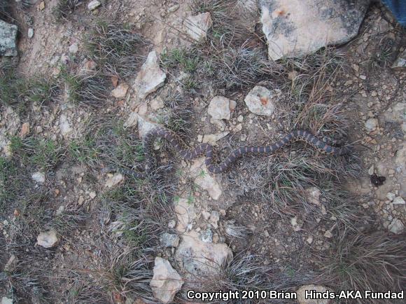 Bullsnake (Pituophis catenifer sayi)