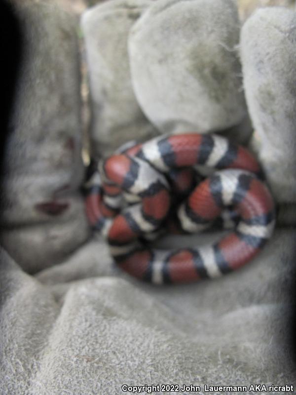 Red Milksnake (Lampropeltis triangulum syspila)