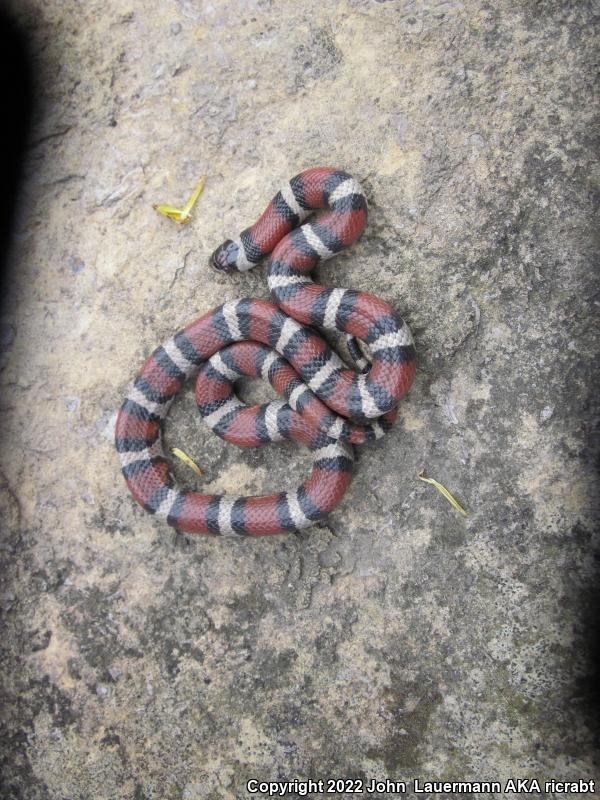 Red Milksnake (Lampropeltis triangulum syspila)