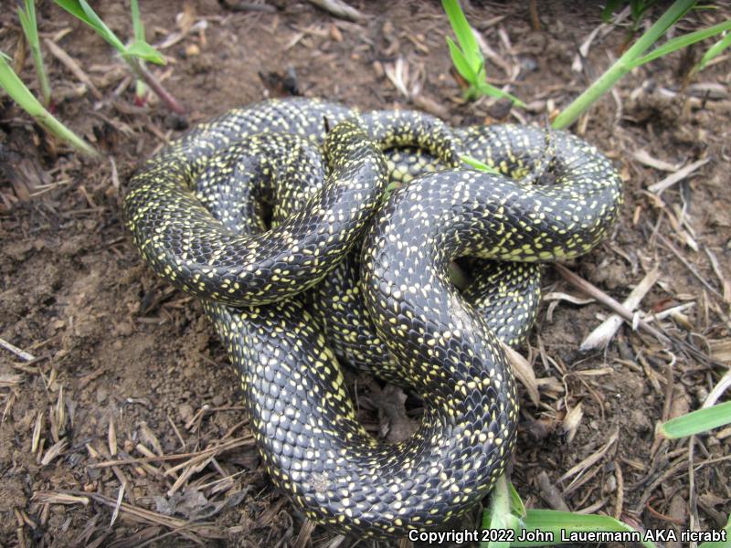 Speckled Kingsnake (Lampropeltis getula holbrooki)