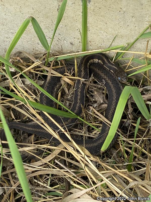 Chicago Gartersnake (Thamnophis sirtalis semifasciatus)