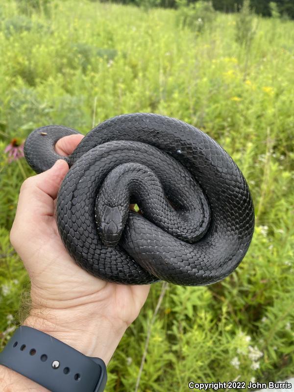 Black Kingsnake (Lampropeltis getula nigra)