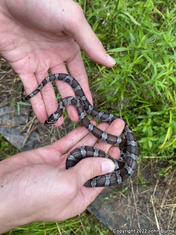 Eastern Milksnake (Lampropeltis triangulum triangulum)