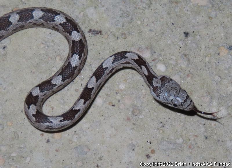 Gray Ratsnake (Pantherophis obsoletus spiloides)