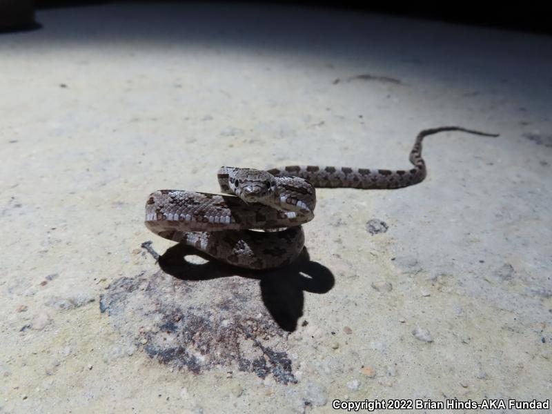 Gray Ratsnake (Pantherophis obsoletus spiloides)