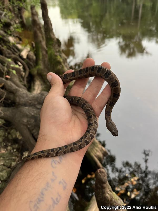 Brown Watersnake (Nerodia taxispilota)