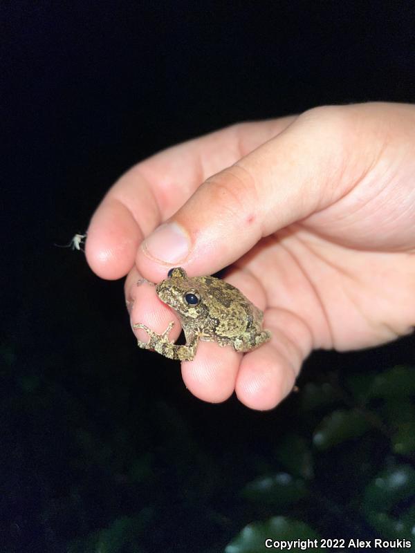 Cope's Gray Treefrog (Hyla chrysoscelis)