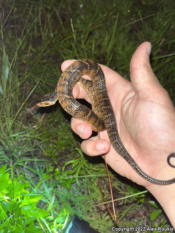 Florida Watersnake (Nerodia fasciata pictiventris)