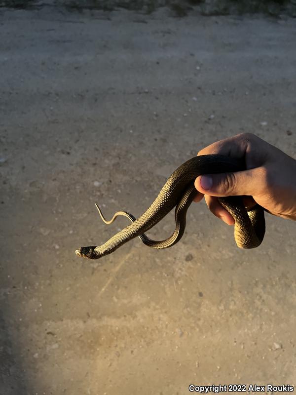 Florida Green Watersnake (Nerodia floridana)