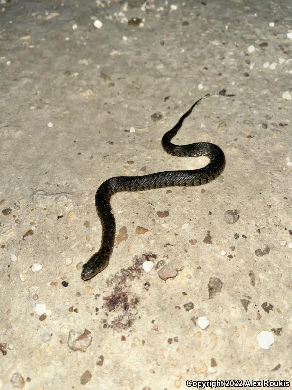 Florida Green Watersnake (Nerodia floridana)