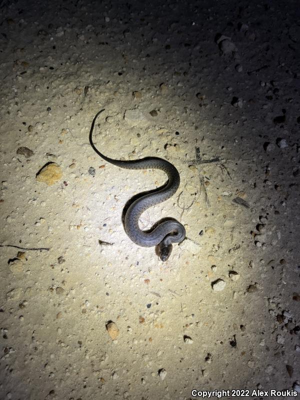 Florida Green Watersnake (Nerodia floridana)