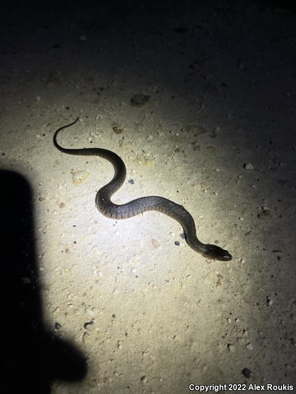 Florida Green Watersnake (Nerodia floridana)