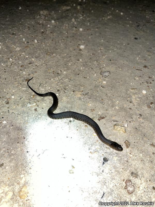 Florida Green Watersnake (Nerodia floridana)