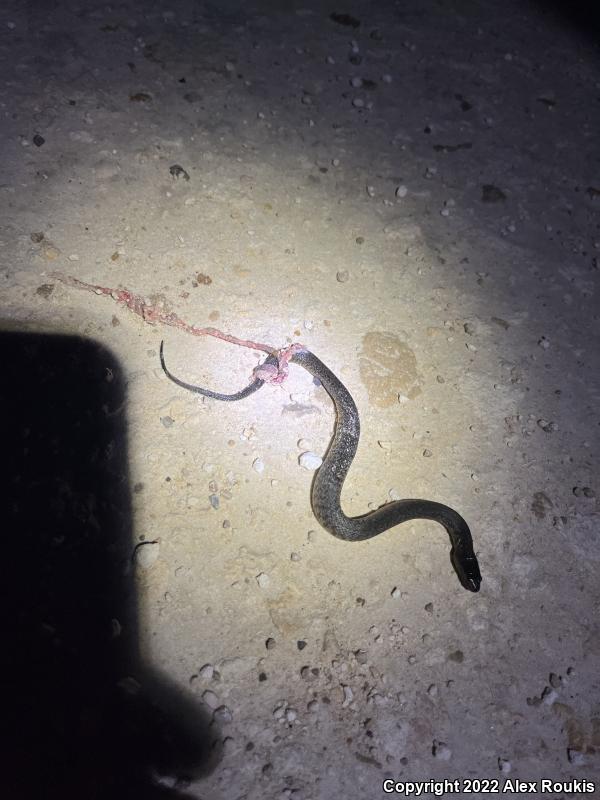 Florida Green Watersnake (Nerodia floridana)